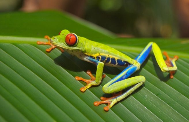 Bio-inspired algorithms