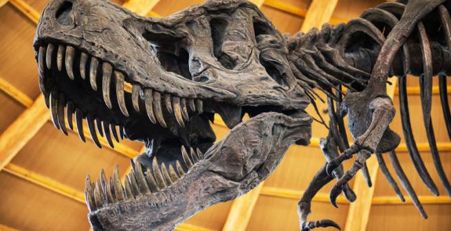 Jurassic Park a lie; T. rex couldn't run says latest research