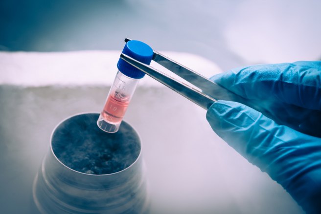 Mini-kidneys grown from stem cells for renal disease study