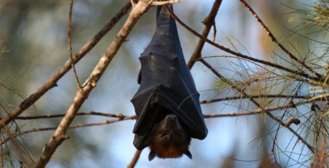 Molecular tussle for survival between Ebola virus and bats dates millions of years back