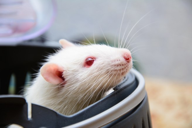 Mouse fetuses with the Zika virus get microcephaly