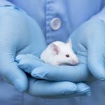 NIH reverses ban on chimera research