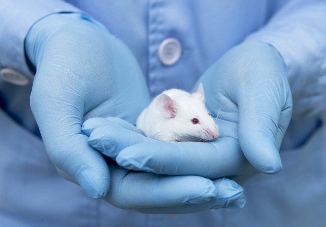 NIH reverses ban on human-animal chimera research