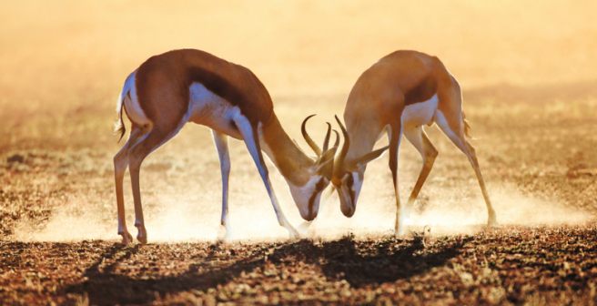 Natural selection can thwart the formation of new species