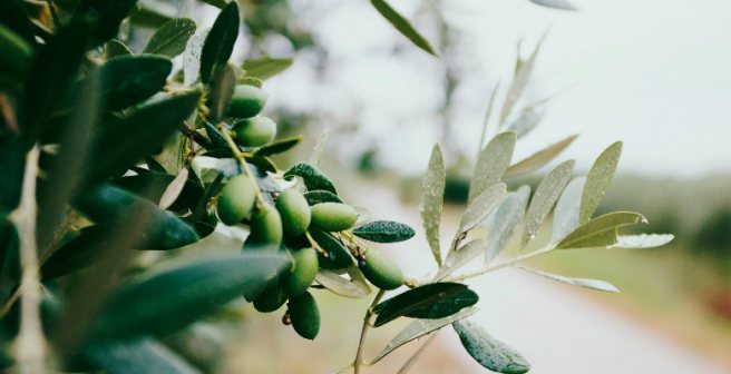 Nine Italian researchers accused of negligence in olive tree deaths