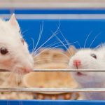 Nobel Laureates along with hundreds of U.S. researchers sign letter to defend animal research
