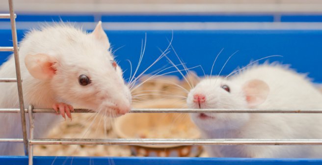 Nobel Laureates along with hundreds of U.S. researchers sign letter to defend animal research