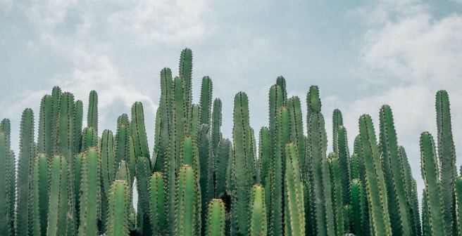One-third of cactus species on the planet is vulnerable