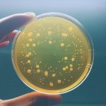 Can the high host specificity of phages be used to our advantage, in order to establish a preventive and therapeutic method for some chronic diseases?