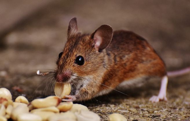 Researchers discover chemicals that regenerate damaged heart cells in mice
