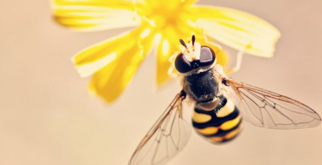 Researchers discover how bees immunize their offspring before birth