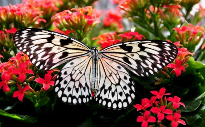 Researchers discover how butterfly wings appear bright and colorful