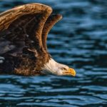 Safeguarding yourself against predatory journals: A case study