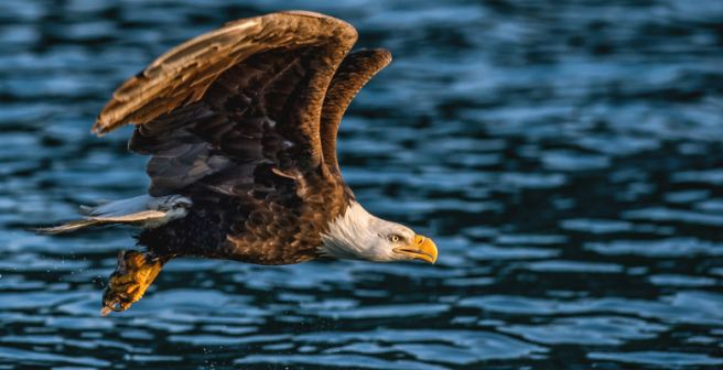 Safeguarding yourself against predatory journals: A case study