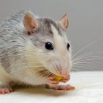 Science organizations and Nobel laureates defend animal research in Europe