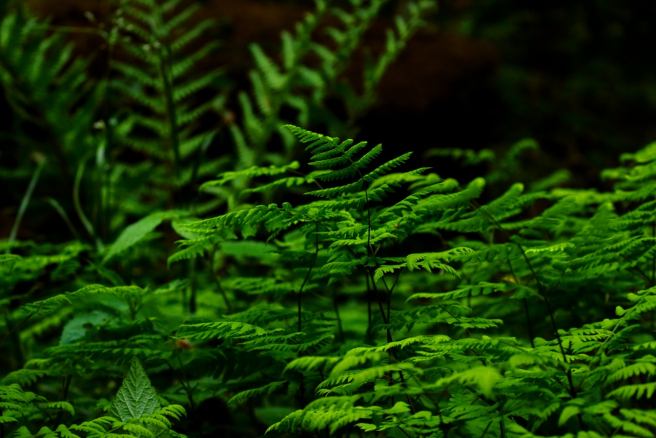  Scientists use artificial photosynthesis to produce fuel