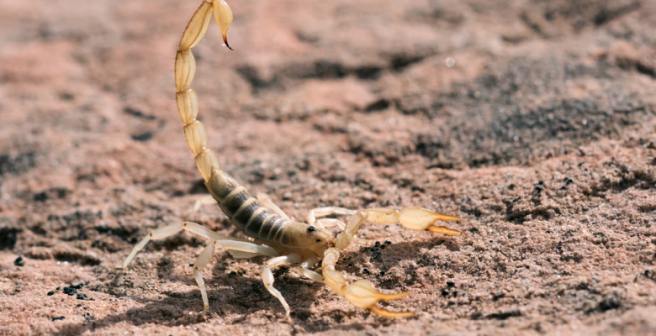 Scorpion-milking robot to aid cancer research