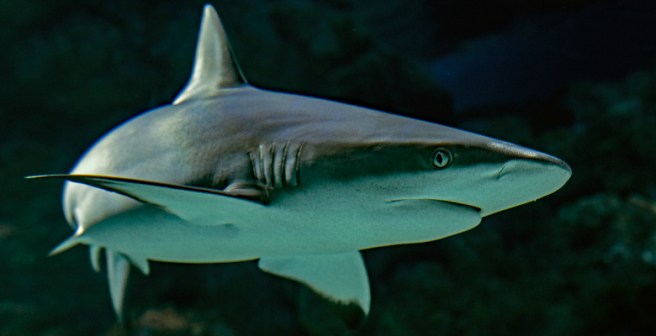nurse sharks have the slowest metabolism