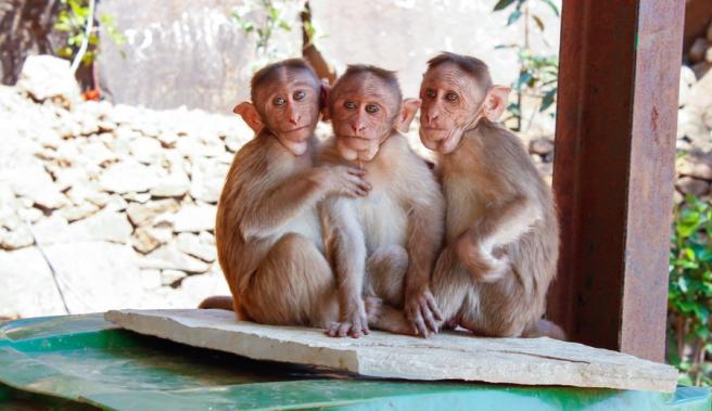 Social status has an effect on immune cells in monkeys