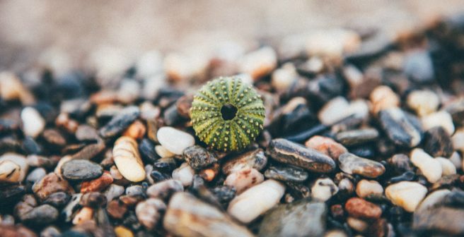 Space exploration device modelled on sea urchins