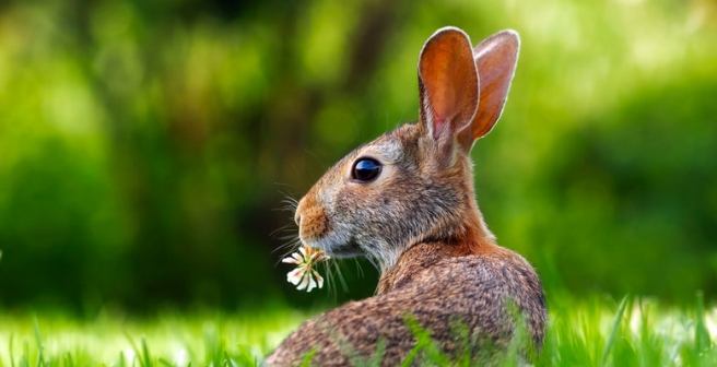 Stem cell transplantation helps restore vision in rabbits