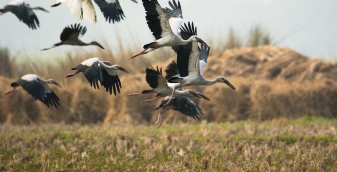 Storks are giving up migratory behavior in favor of residence