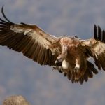 OMICS acquires Canadian publishers