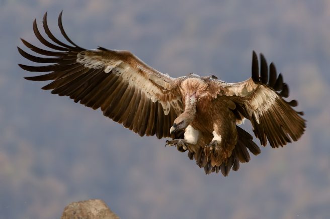 Suspected predatory publisher OMICS acquires Canadian publishing companies