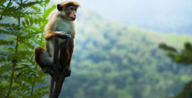 Cortical neurons distinguish human brain from those of primates