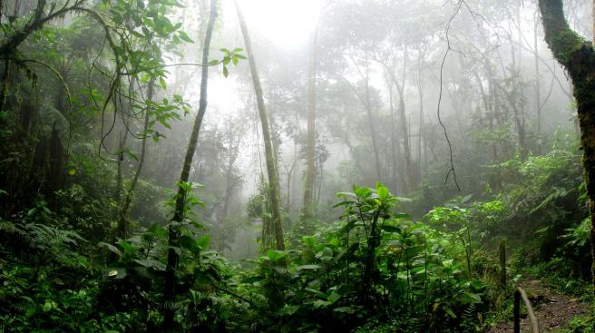 Trees in the Amazon make their own rain