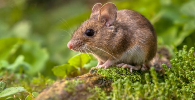  Unique gene therapy found to reverse multiple sclerosis in mice