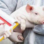Understanding what animal ethics review boards do