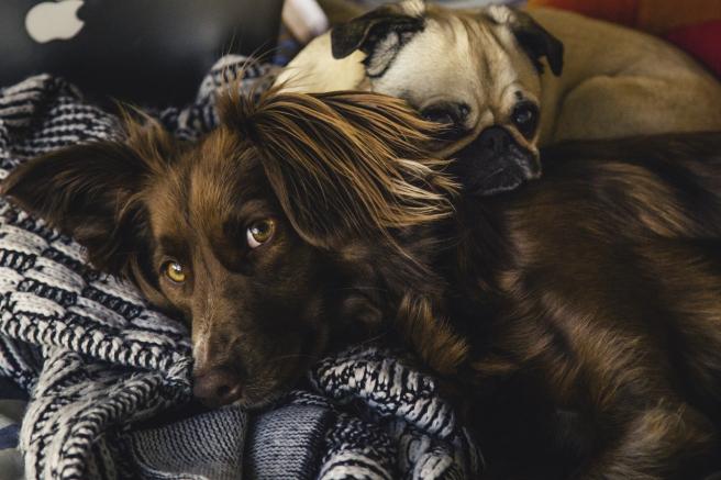 Why are dogs so friendly? Study links it to a developmental disorder
