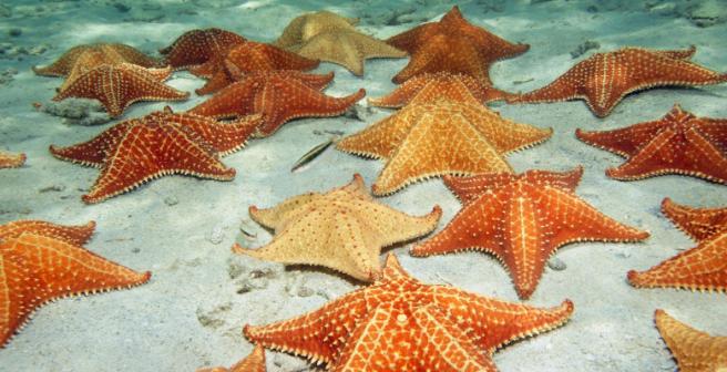 For more than a year, an epidemic called Sea Star Wasting Disease (SSWD) has killed thousands of Northeast Pacific Coast sea stars.