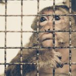 The role of regulatory bodies governing animal research