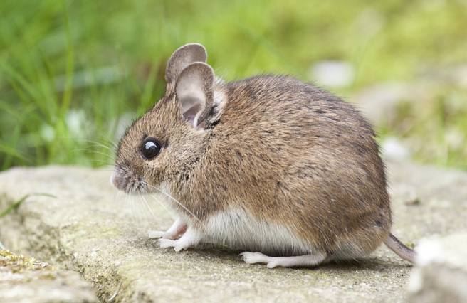 Two sets of neurons discovered that control thirst in mice