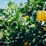 Academic lemons versus mental resilience
