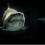 Researcher falls prey to predatory scientific conference: A case study