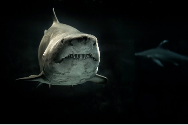 Researcher falls prey to predatory scientific conference: A case study
