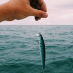 Predatory and pseudo-scientific publishing: A dramatic threat to scientific rigor and research
