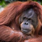 How I made a career in conservation biology