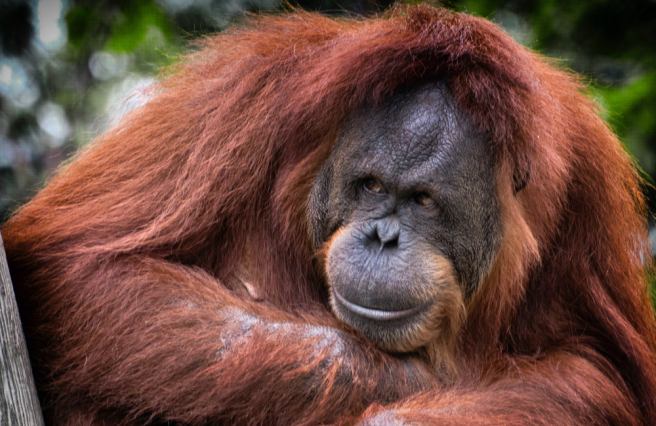 How I made a career in conservation biology