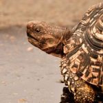 I completed my PhD very slowly - it was the effort of a tortoise