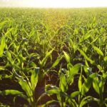 Can epigenetics help us grow food more efficiently and combat global hunger?