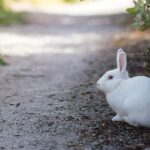 Knowing when to go down the rabbit hole