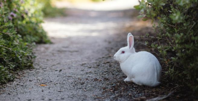 Knowing when to go down the rabbit hole