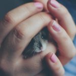 From collecting dead mice as a child to getting a postdoc studying mouse teeth