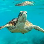How I got a chance to save sea turtles with science
