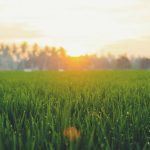 Is the grass really greener on the other side?