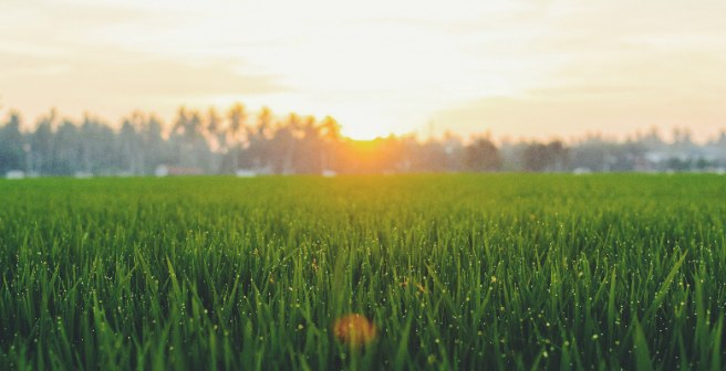 Is the grass really greener on the other side?